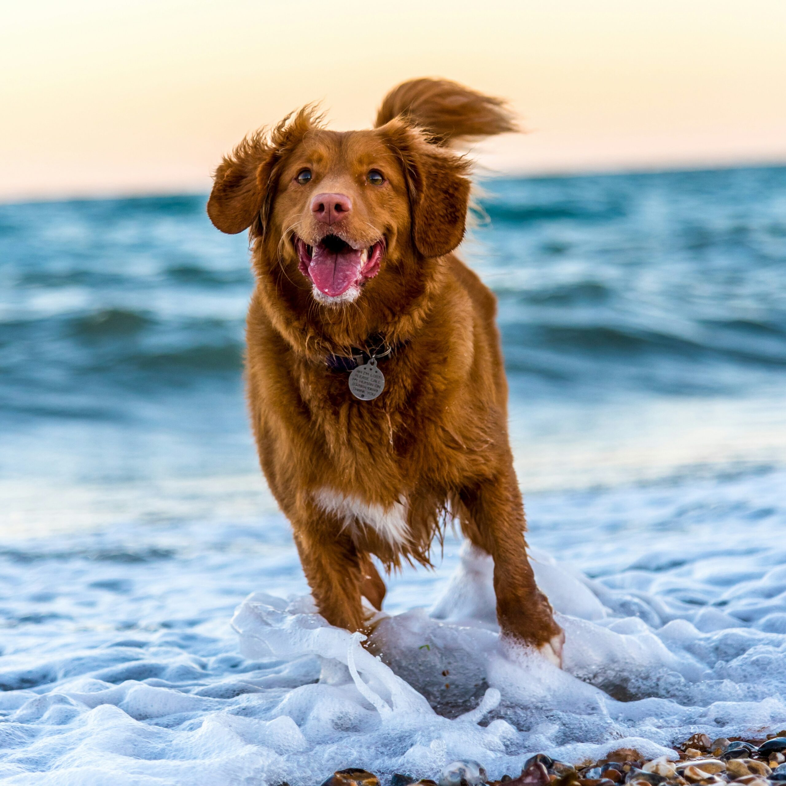 dog1