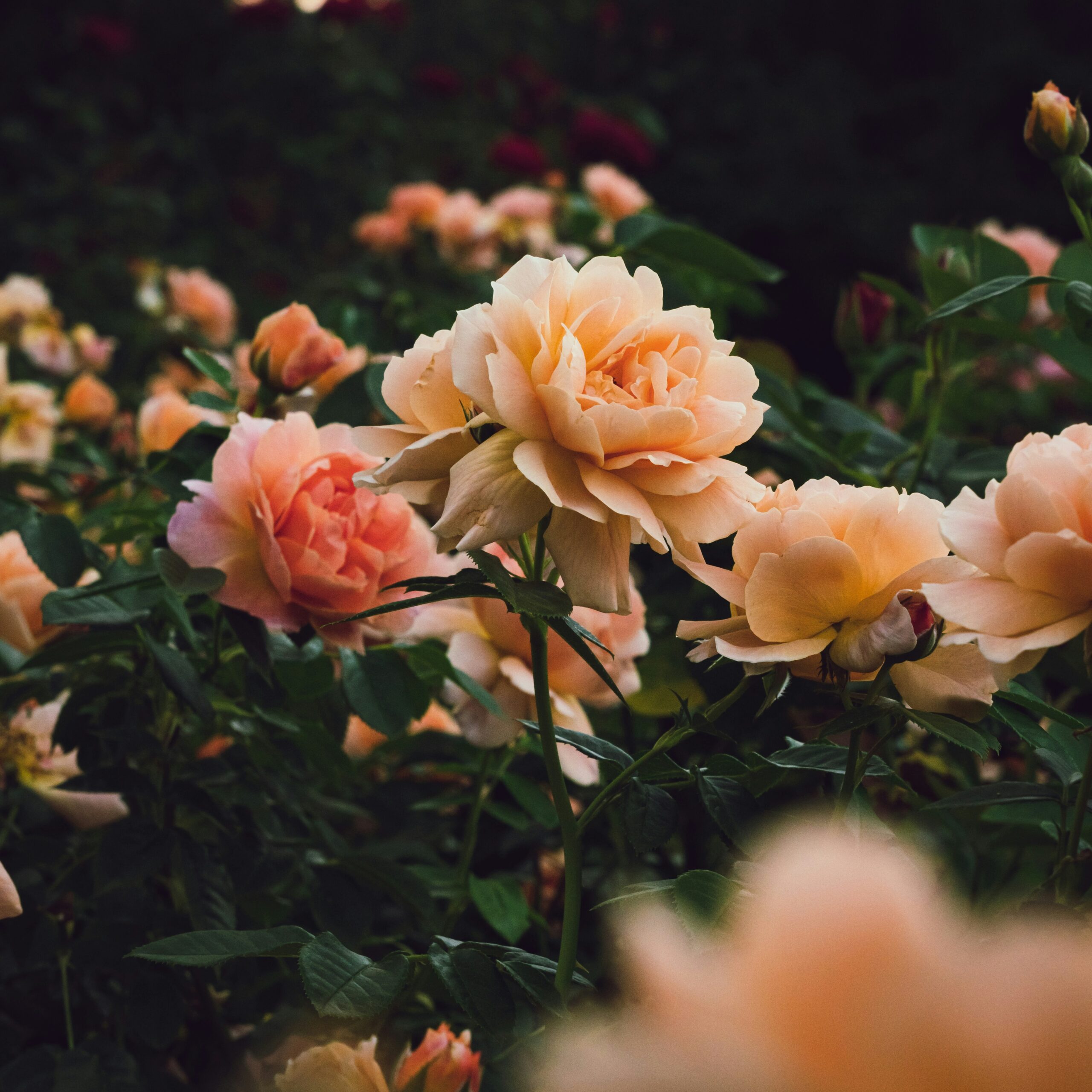 garden1